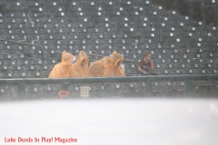 Toronto-Blue-Jays-vs-Detroit-Tigers-July-20-2019-19