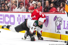 Coyotes-at-Red-Wings-Nov-25-2022-6