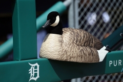 Tigers vs Twins June 14 2018 (14)