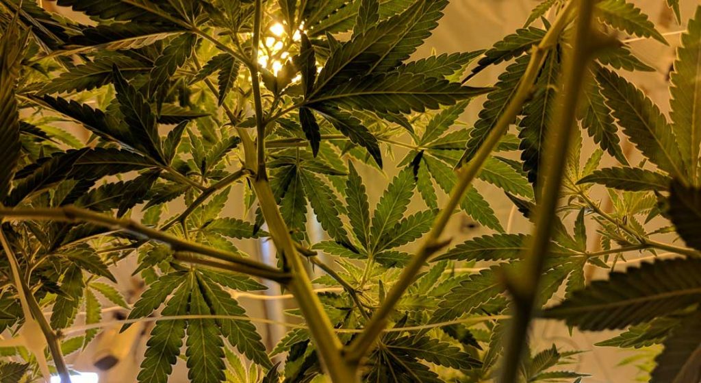 MedReleaf to collaborate with CFL Alumni Association in studying benefits of medical cannabis in managing chronic pain