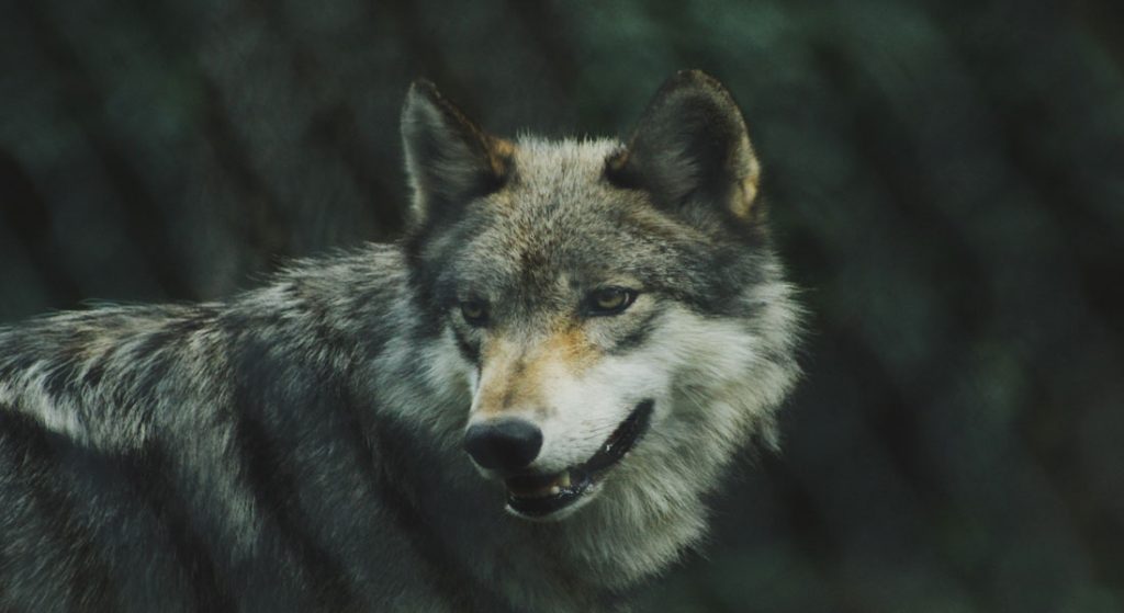Algonquin Wolf, Endangered Species Act