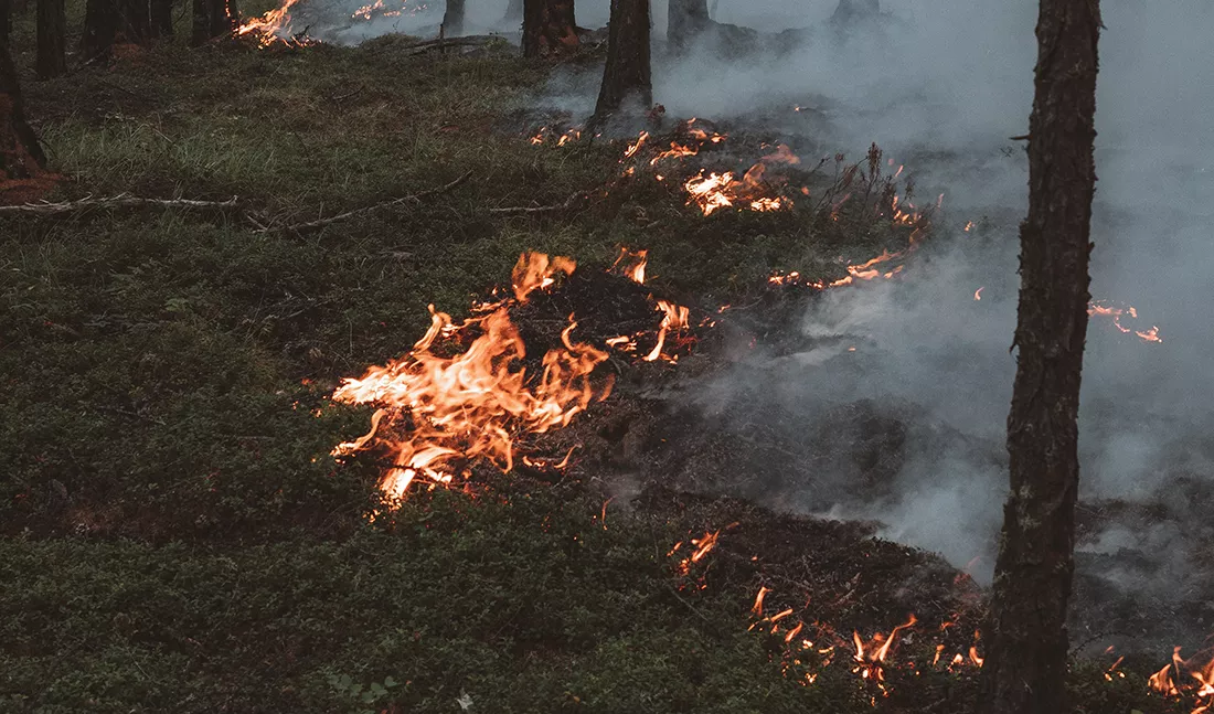 Prescribed burns for ecosystem