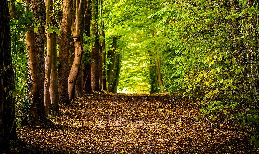forest
