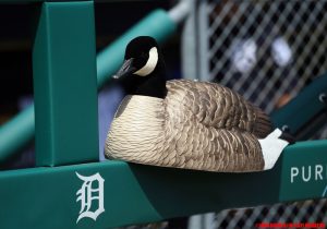 Tigers vs Minnesota Twins June 14, Detroit Tigers 2018 Season, TIGERS CLAIM BRANDON DIXON AND JOSE FERNANDEZ OFF WAIVERS